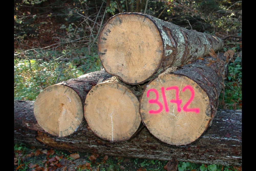 Holzernte erreicht Zehnjahrestief | SchreinerZeitung – Informatives und