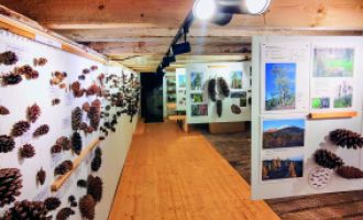 Föhren sind Expertinnen für Grenz­standorte 