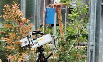 Wenn Bäume Sonnenbrand bekommen