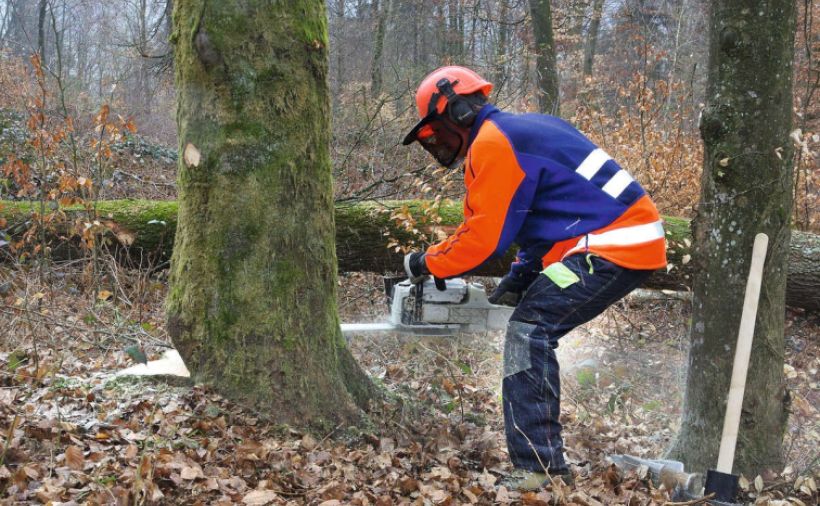 Verband der Waldeigentümer mit neuer Ausrichtung
