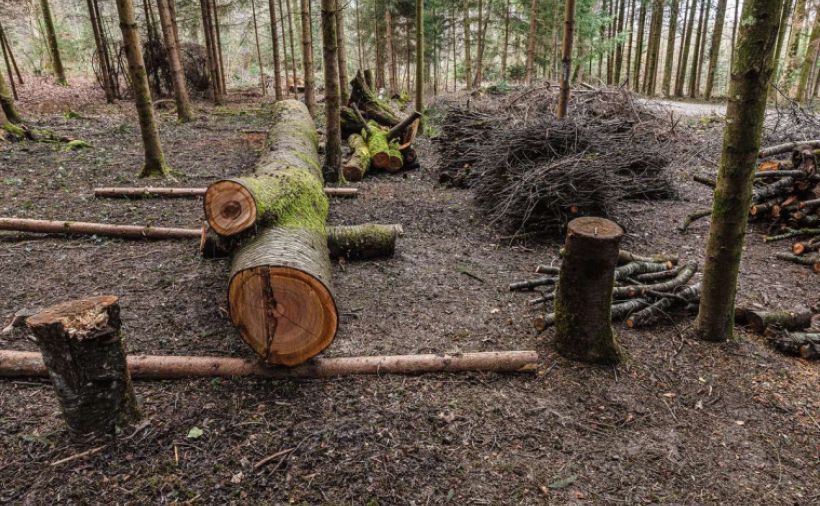 Projekte von der Wurzel bis zum Blatt