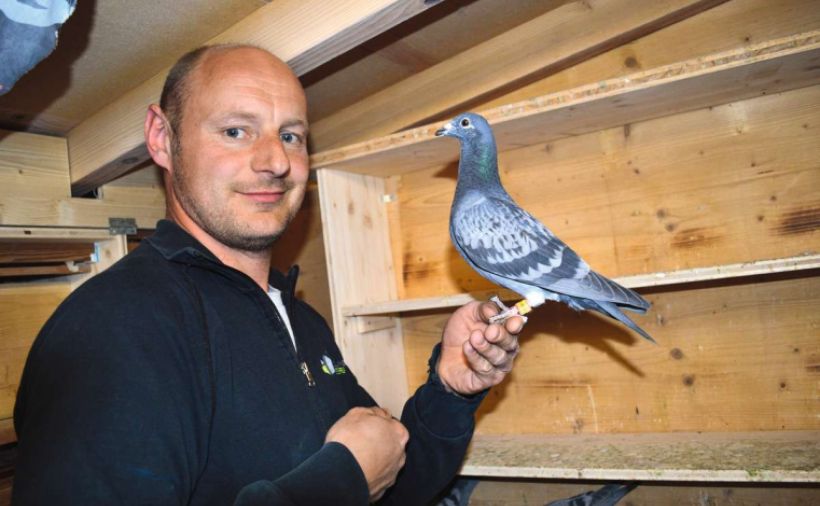 Die Faszination der Brieftauben