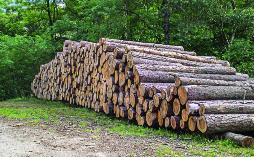 Prezzi del legno fuori controllo