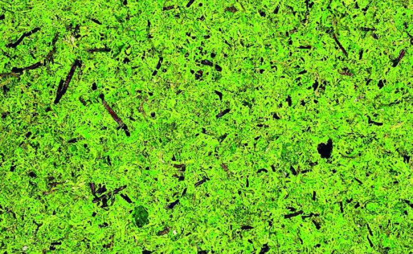 Ein Stück Wald im Wohnraum