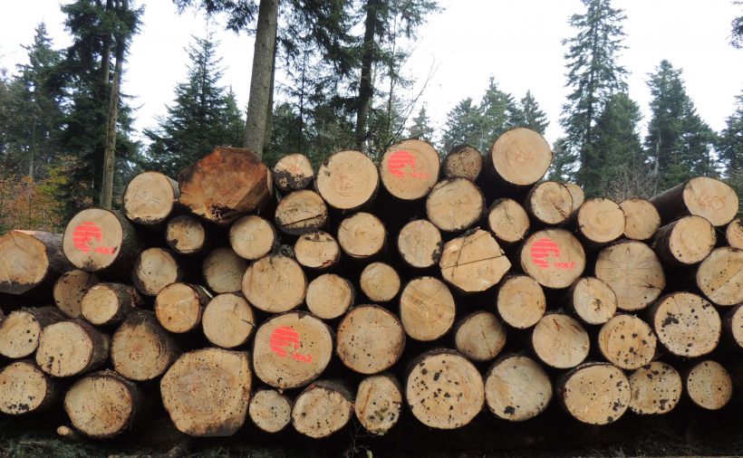 Viel Holz aus dem Aargauer Wald