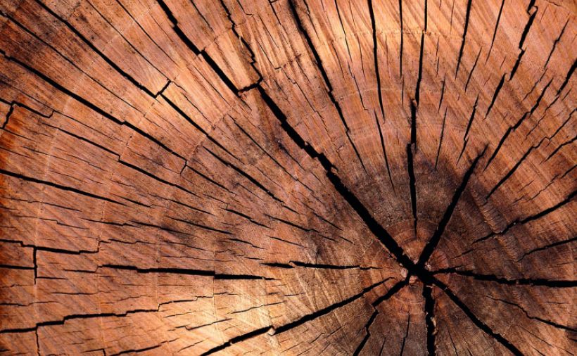 Wie gut kennst du den Werkstoff Holz? 