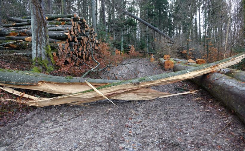 Sturm fordert die Waldeigentümer
