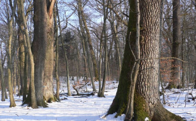 Ein Preis zur Ehre der Eiche