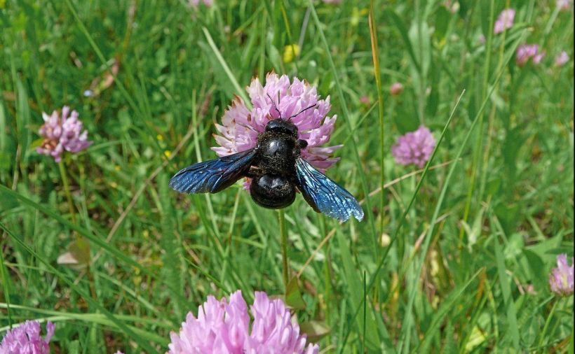 Blaues Bienenwunder