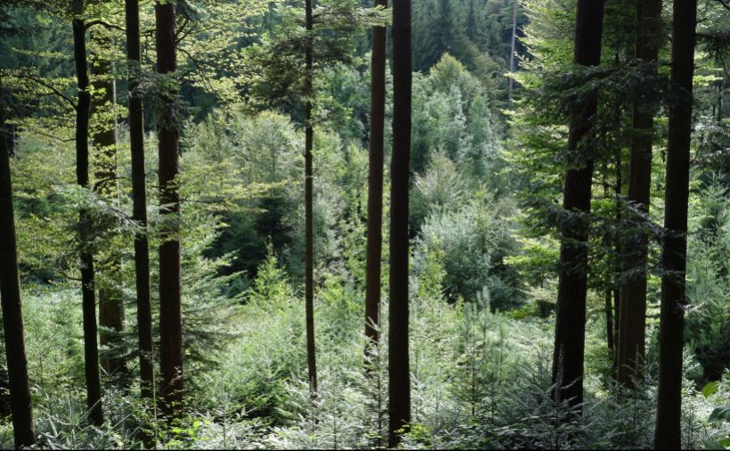 Waldleistungen sichern – trotz Borkenkäfer und Corona