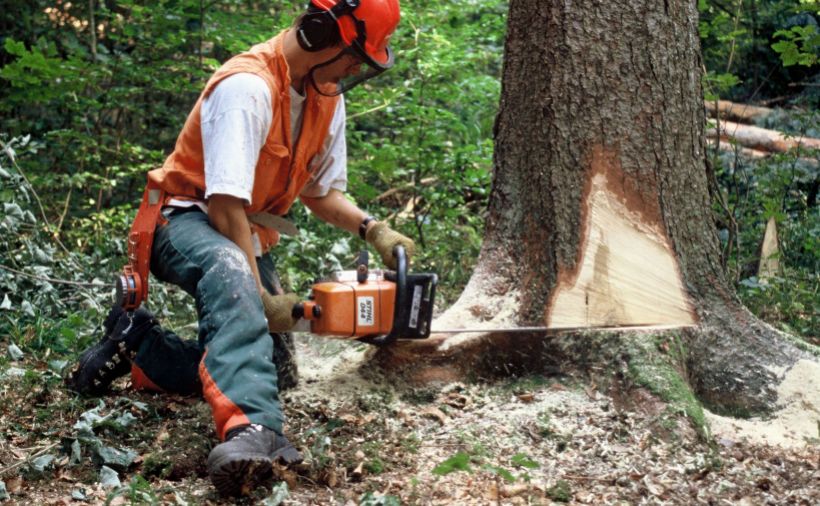 Forstbetriebe schlagen etwas mehr Schweizer Holz