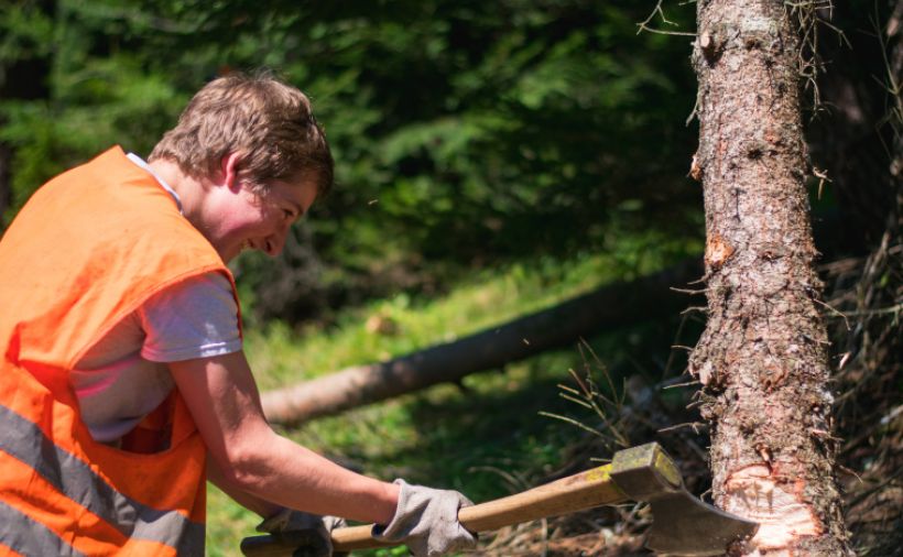 Pflege für Schweizer Bergwälder
